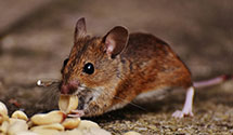 24 Hour & Emergency Exterminators in Rohwer, AR